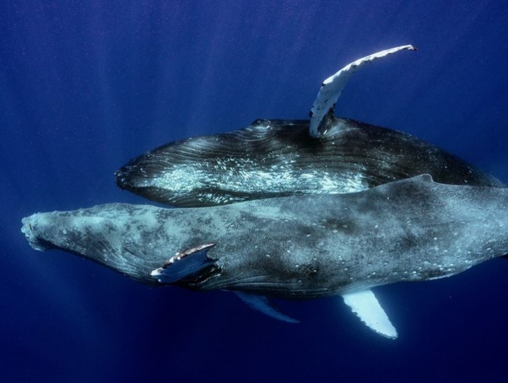 Sexo baleias-jubartes machos