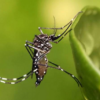 Brasil dengue