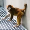 Cientistas clonam macaco