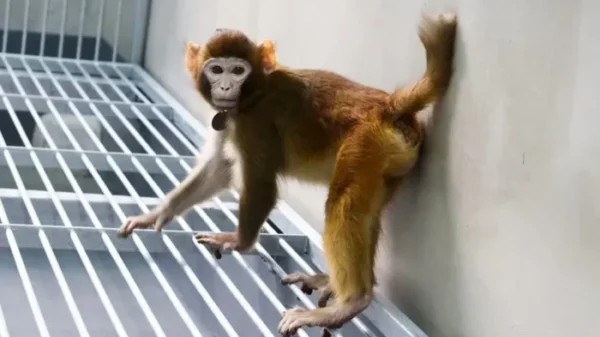 Cientistas clonam macaco