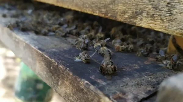 Polícia Goiás morte abelhas