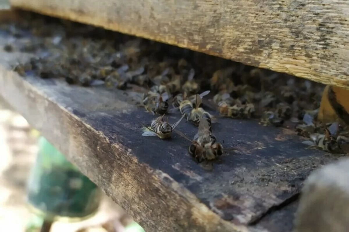 Polícia Goiás morte abelhas