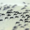 Brasil mortes dengue