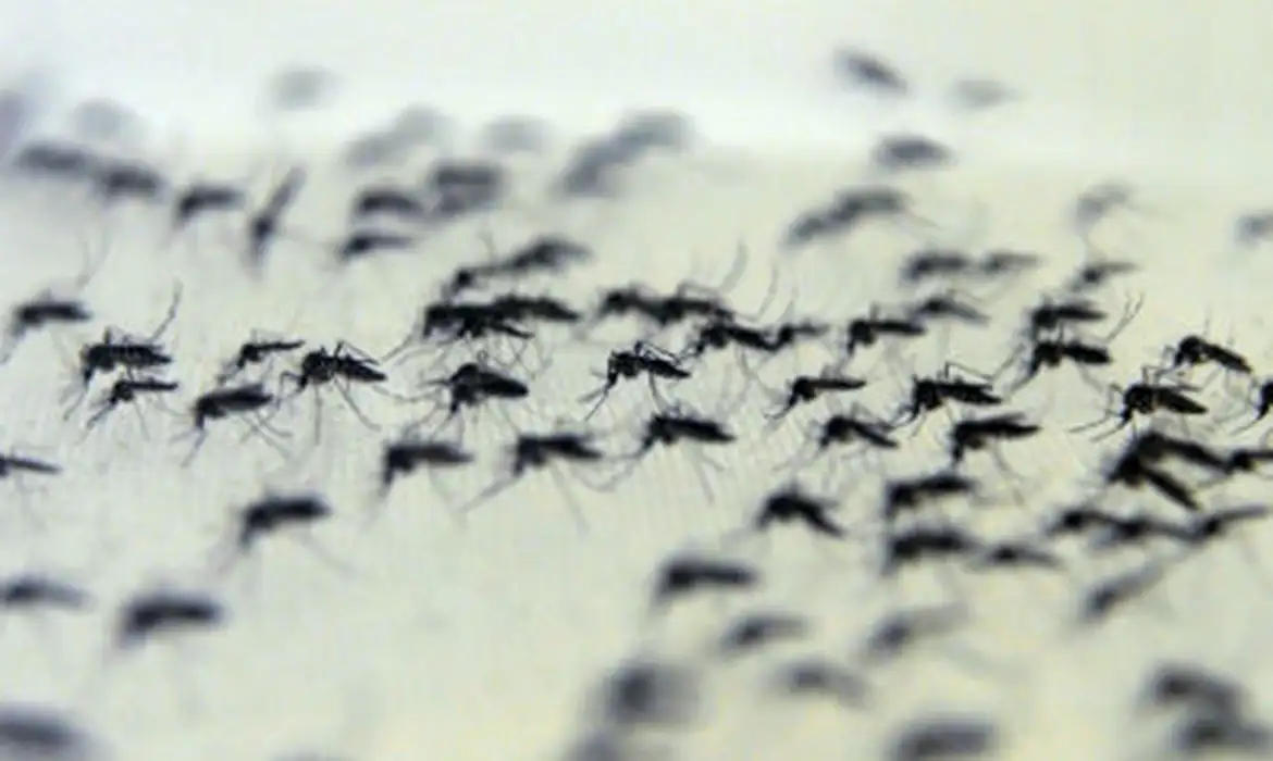 Brasil mortes dengue