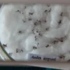 Casos dengue Brasil