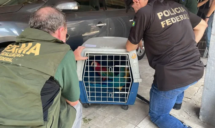 PF IBAMA aves ilegalmente Rio de Janeiro