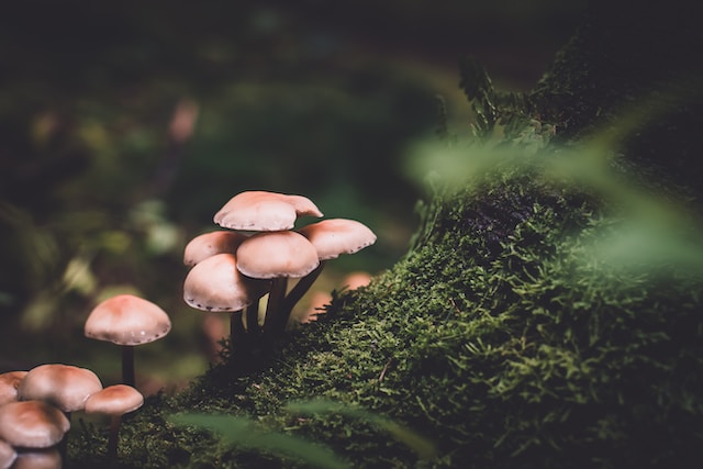 'cogumelos mágicos'