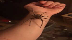 Veneno aranha-armadeira