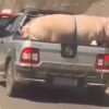 Vídeo flagra porco gigante e cabrito sendo transportados na traseira de caminhonete na Rodovia Raposo Tavares em SP