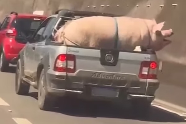 Vídeo flagra porco gigante e cabrito sendo transportados na traseira de caminhonete na Rodovia Raposo Tavares em SP