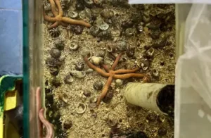 animais marinhos ameaçados de extinção