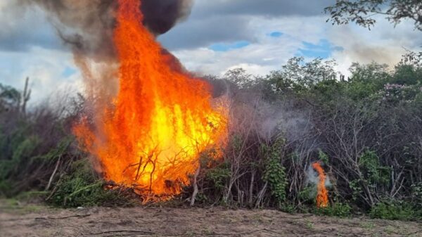 Polícia Federal erradica 448 mil pés de maconha em Pernambuco