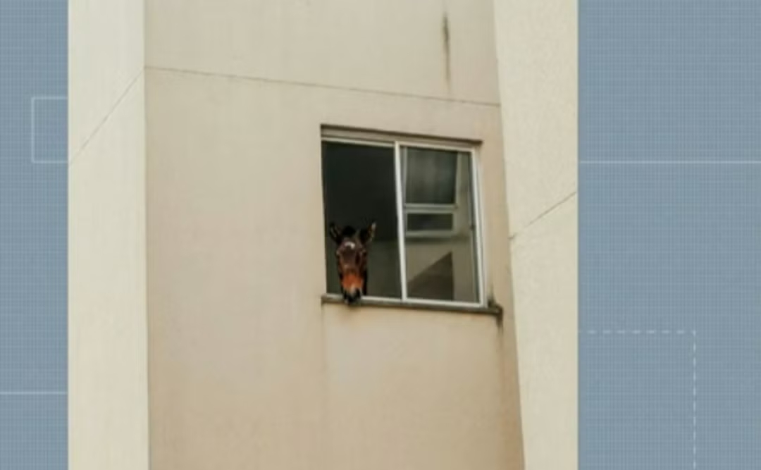 RS: Cavalo fica preso no 3º andar de prédio em São Leopoldo