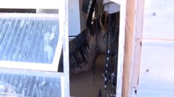 Morre cavalo que ficou encurralado em casa em Canoas (RS)