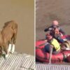 Cavalo Caramelo é resgatado após ficar ilhado em telhado no Rio Grande do Sul; assista