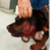 Onça mata pitbull e fere rottweiler em São Paulo