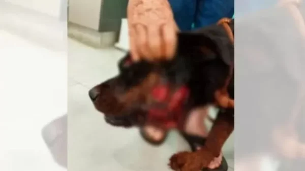 Onça mata pitbull e fere rottweiler em São Paulo