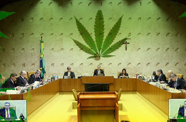 maconha stf