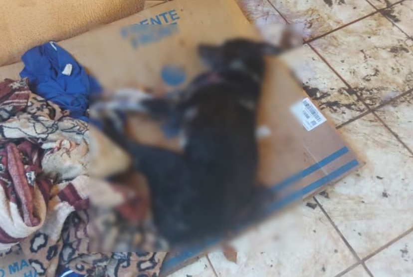 SP: Homem é multado em R$ 6 mil após matar cachorro a pauladas porque “não andava nem se alimentava”