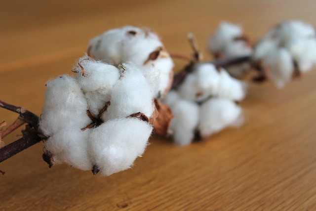 Brasil ultrapassa Estados Unidos e se torna maior exportador de algodão do mundo