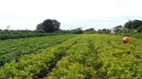 Incra destina 102,5 mil hectares de terras públicas para assentar 1,2 mil famílias