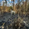 Pará decreta emergência e proíbe uso de fogo em pastagens