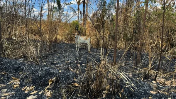 Pará decreta emergência e proíbe uso de fogo em pastagens