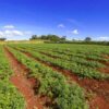 Governo destina 2,3 milhões de hectares de terras públicas federais a indígenas e reforma agrária