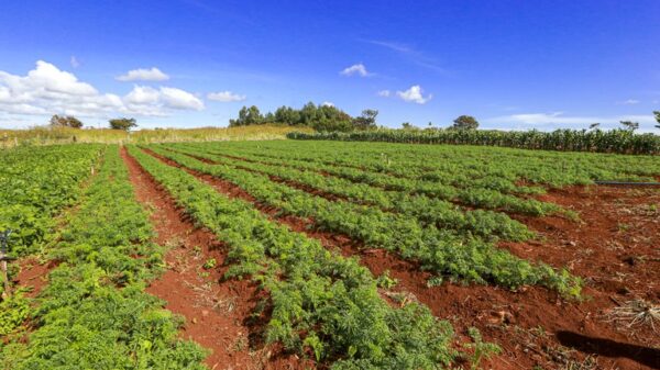 Governo destina 2,3 milhões de hectares de terras públicas federais a indígenas e reforma agrária