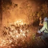 Brasil teve 11,39 milhões de hectares do território do país atingidos pelo fogo este ano