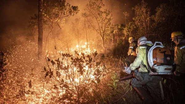 Brasil teve 11,39 milhões de hectares do território do país atingidos pelo fogo este ano