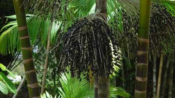 Valor da produção primária florestal aumenta 11,2% em 2023