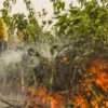 Programa Queimadas: Brasil já registou mais de 154 mil focos de calor este ano, revela Inpe