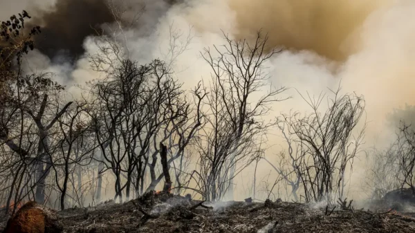 PF investiga se incêndio que atinge Floresta Nacional de Brasília é criminoso