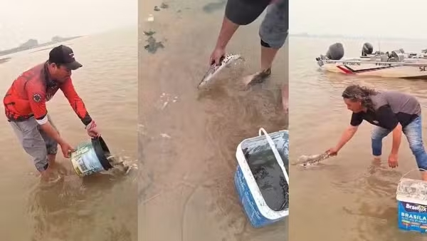 Pescadores salvam mais de 300 peixes sufocados em lamaçal no Rio Paraguai