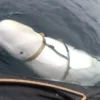 Beluga que teria sido 'espiã' russa é encontrada morta na Noruega