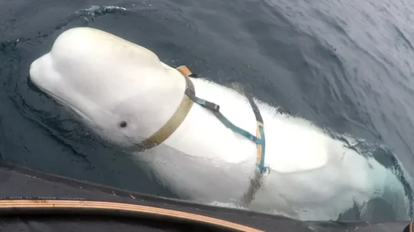 Beluga que teria sido 'espiã' russa é encontrada morta na Noruega