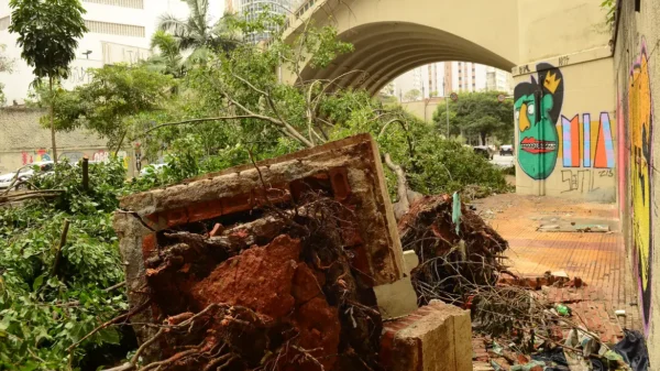 Cidade de SP tem quase 14 mil pedidos de poda de árvores pendentes em 2024; fila se concentra na periferia