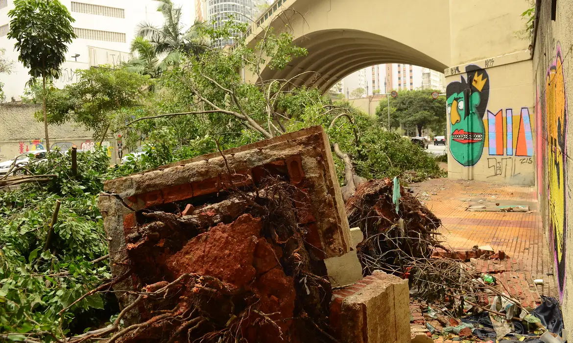 Cidade de SP tem quase 14 mil pedidos de poda de árvores pendentes em 2024; fila se concentra na periferia