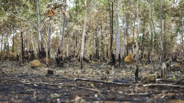 Polícia Federal faz operação contra desmatamento ilegal e queimadas no interior do Amazonas