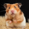 hamster