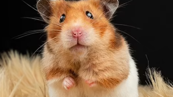 hamster