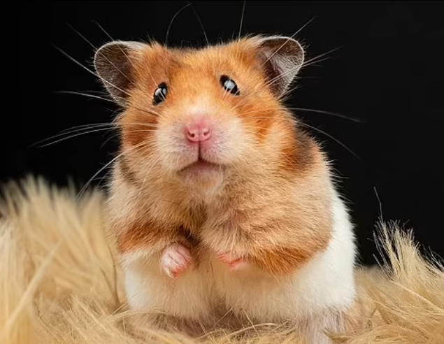 hamster