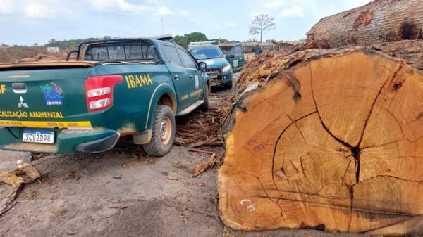 Ibama embarga mais de 600 hectares de mata nativa desmatada ilegalmente no Pará