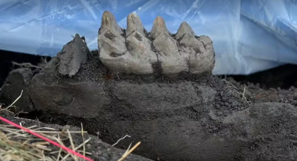 Morador acha ossada de mastodonte em quintal de casa