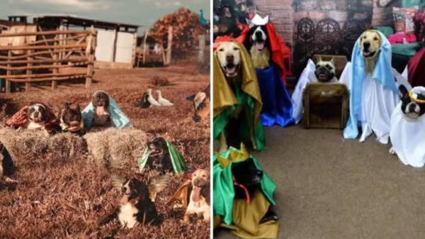 Técnico de enfermagem faz fotos de presépio com cães no interior de SP