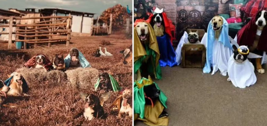 Técnico de enfermagem faz fotos de presépio com cães no interior de SP