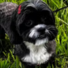 Cachorro pula no colo