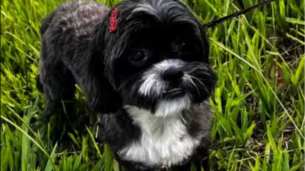 Cachorro pula no colo