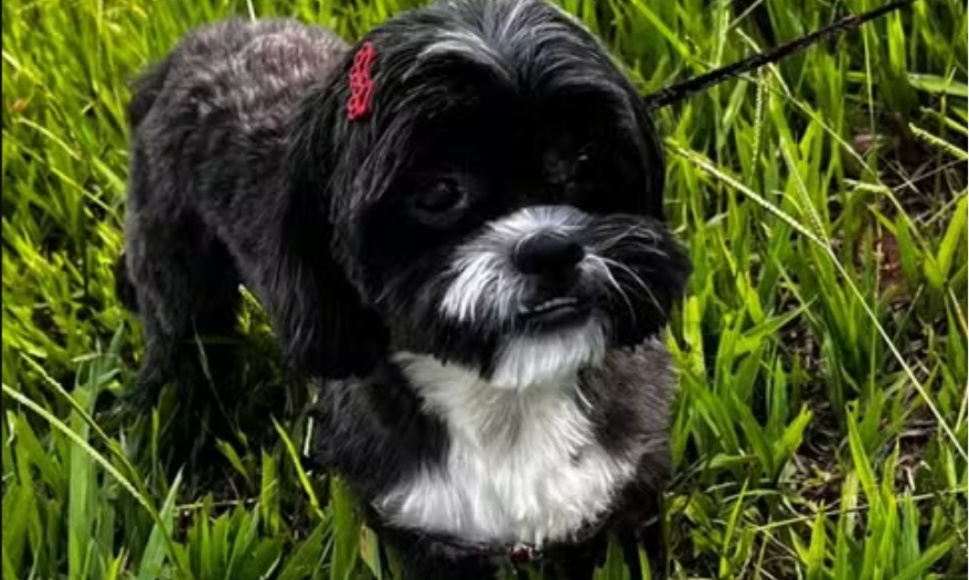 Cachorro pula no colo